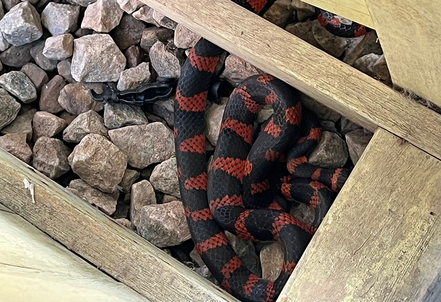 Criança encontra cobra 'falsa-coral' em creche de Gaspar e bombeiros são acionados