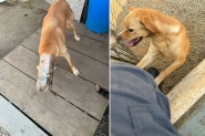 Cachorro prende cabeça em garrafa de plástico em Ilhota