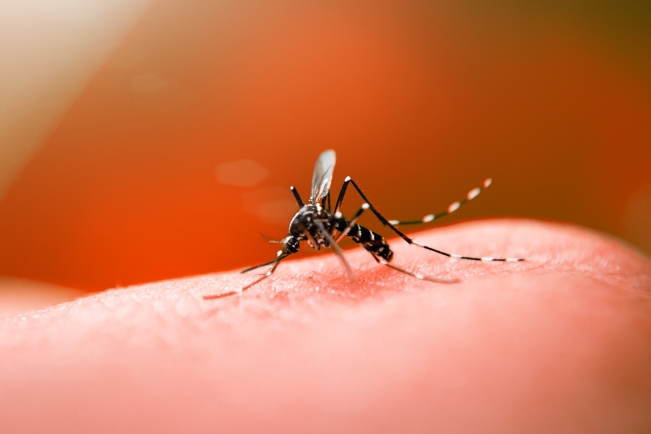 Sade intensifica aes de combate  dengue em Santa Catarina