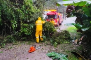 Queda de �rvore � registrada no Centro de Gaspar; bombeiros s�o acionados