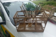 Homem � autuado por crime ambiental contra a fauna silveste em Ilhota
