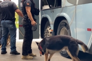 Mais de 370 operações da Polícia Civil de SC tiveram participação de cães em 2024
