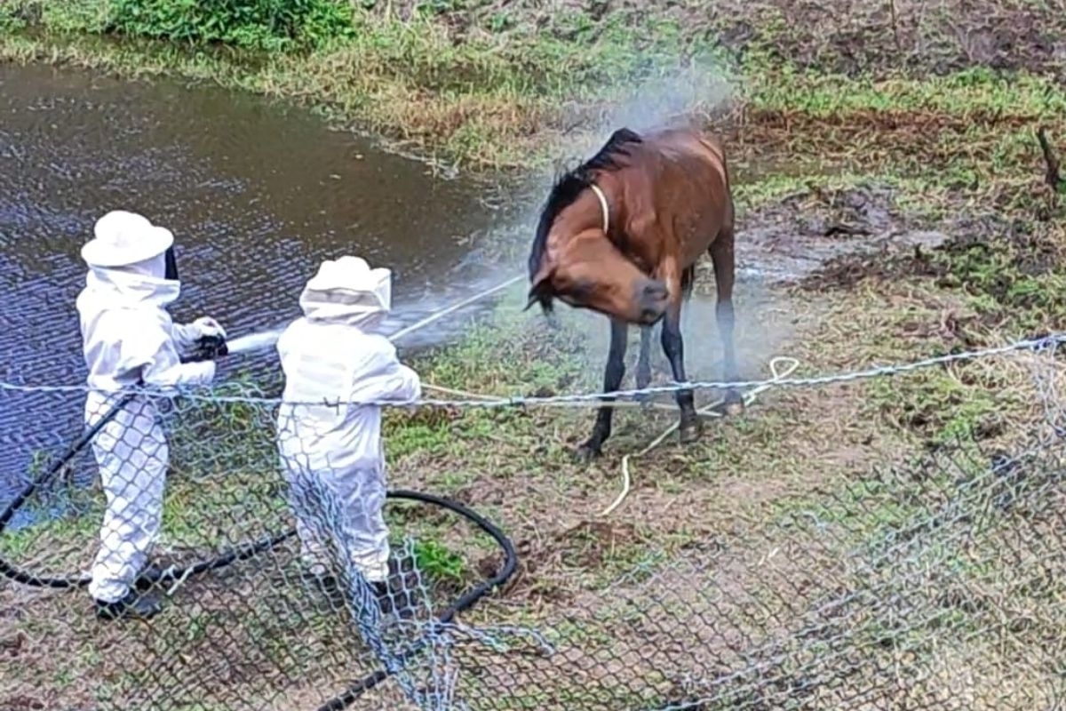 Morrem éguas atacadas por abelhas em Gaspar
