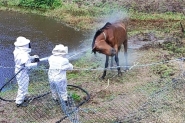 Morrem éguas atacadas por abelhas em Gaspar