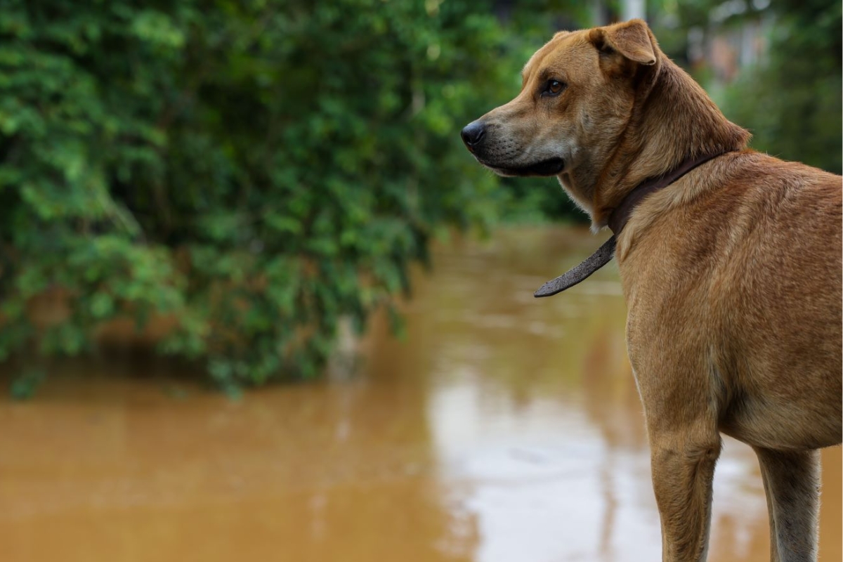 SC lana campanha para conscientizar populao sobre a guarda responsvel dos animais