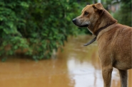 SC lana campanha para conscientizar populao sobre a guarda responsvel dos animais