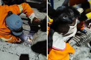 Bombeiros resgatam filhote de gato preso em tubula��o em Gaspar
