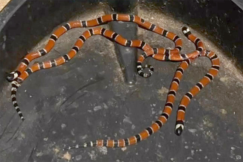 Famlia encontra oito filhotes de cobra-coral verdadeira dentro de casa, em Gaspar