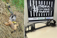 Co fica trancado em armadilha caseira no Figueira, em Gaspar