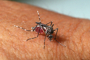 SC j registrou mais de 52 mil focos do mosquito Aedes aegypti este ano