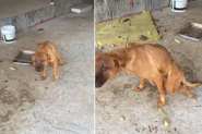 Cachorro paraplgico  vtima de maus-tratos em Timb e mulher  presa