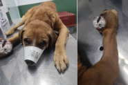 Crueldade extrema: co magro e ferido  resgatado no Alto Gasparinho e tutor  preso por maus-tratos