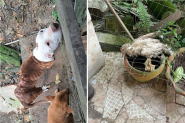 Me e filho so presos por maus-tratos a animais em Blumenau: ces, gatos e aves estavam em espao insalubre