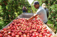 Epagri projeta safra de ma 28% maior em Santa Catarina