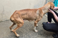 Polícia encontra 12 cães em condições degradantes e filhotes mortos em casa em Blumenau