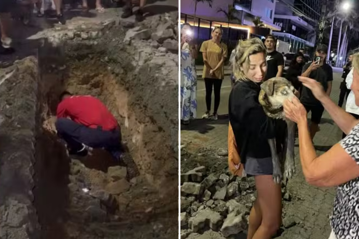 Cachorro idoso e cego é encontrado preso dentro de tubulação subterrânea em Itajaí