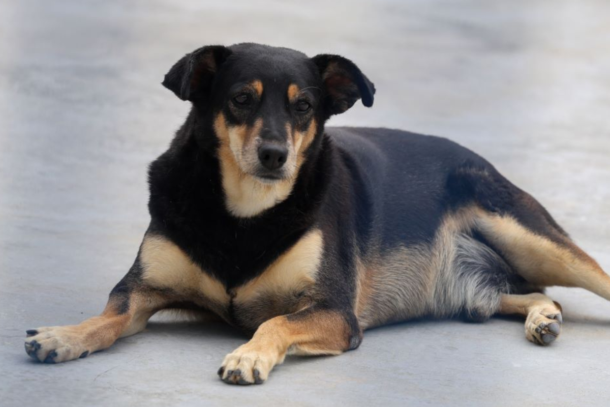 SC ganha nova lei que protege cães e gatos comunitários