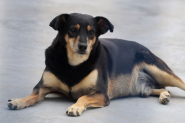 SC ganha nova lei que protege cães e gatos comunitários