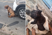 Pitbull foge e ataca cão em terreno particular em Gaspar; tutora vai responder por omissão de cautela